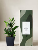 Plant in planter next to a gift box. - Image 