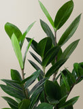 Close up of plant. - Image 