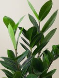 Lush ZZ plant with glossy, dark green leaves and sturdy stems against a neutral background. - Image 