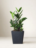 ZZ plant with glossy green leaves in a modern, matte black square planter against a neutral background. - Image 