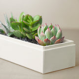 Succulents in gift box. - Image 