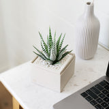 Succulents in gift box. - Image 