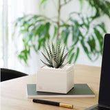 Succulents in gift box. - Image 