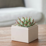 Succulents in gift box. - Image 