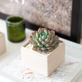 Succulents in gift box. - Image 