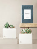 Succulent in gift box. - Image 