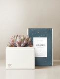 Succulent in gift box. - Image 