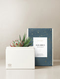 Succulent in gift box. - Image 