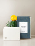 Succulent in gift box. - Image 