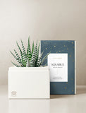 Succulent in gift box. - Image 