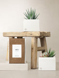 Succulent in gift box. - Image 