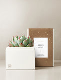 Succulent in gift box. - Image 
