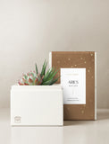 Succulent in gift box. - Image 