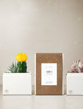 Succulent in gift box. - Image 