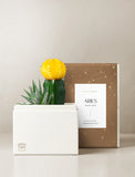Succulent in gift box. - Image 