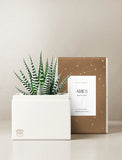 Succulent in gift box. - Image 