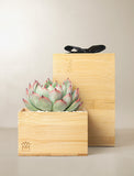 Succulents in gift box. - Image 