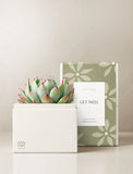 Succulents in gift box. - Image 