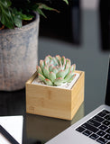 Succulents in gift box. - Image 