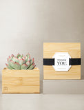 Succulents in gift box. - Image 