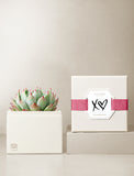 Succulents in gift box. - Image 