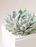 Succulent in gift box. - Image 