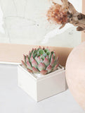 Succulent in gift box next to art work and vase. - Image 