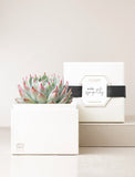 Succulent in gift box with "With Sympathy" message. - Image 