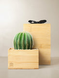 Succulents in gift box. - Image 