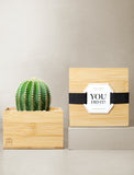 Succulents in gift box. - Image 
