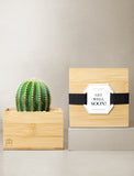 Succulents in gift box. - Image 