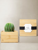 Succulents in gift box. - Image 
