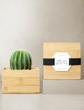 Succulents in gift box. - Image 