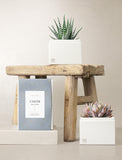 Succulent in gift box. - Image 