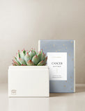 Succulent in gift box. - Image 