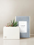 Succulent in gift box. - Image 