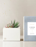 Succulent in gift box. - Image 