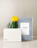 Succulent in gift box. - Image 