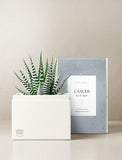 Succulent in gift box. - Image 