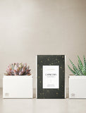 Succulent in gift box. - Image 