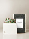 Succulent in gift box. - Image 