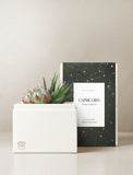 Succulent in gift box. - Image 