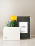 Succulent in gift box. - Image 