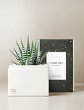 Succulent in gift box. - Image 