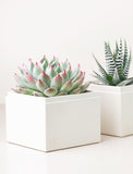 Close up of two succulents in gift boxes. - Image 