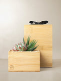 Succulents in gift box. - Image 
