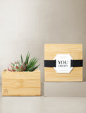 Succulents in gift box. - Image 
