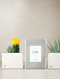 Succulent in gift box. - Image 