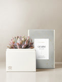 Succulent in gift box. - Image 