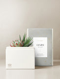 Succulent in gift box. - Image 